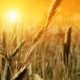 Thanksgiving wheat wallpaper