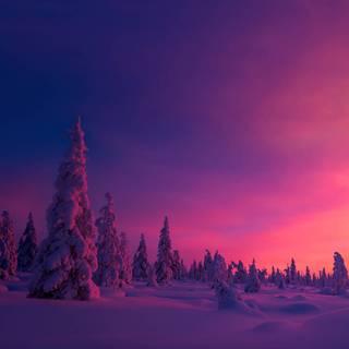 Pink winter sunset wallpaper