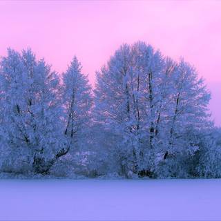 Pink winter sunset wallpaper