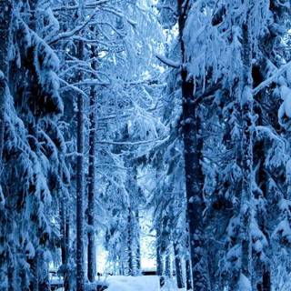 Winter white and blue wallpaper