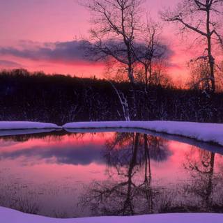 Pink winter sunset wallpaper