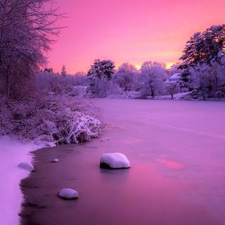 Pink winter sunset wallpaper