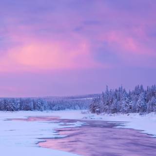 Pink winter sunset wallpaper