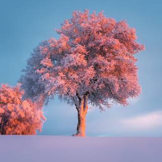 Pink winter sunset wallpaper