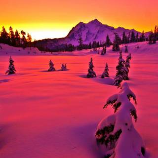 Pink winter sunset wallpaper