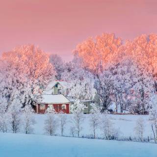 Pink winter sunset wallpaper