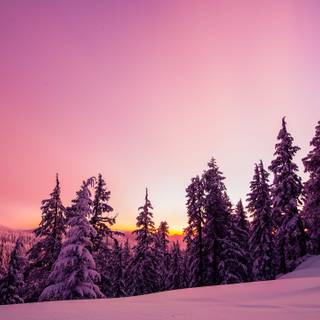 Pink winter sunset wallpaper
