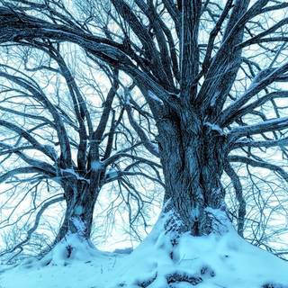 Winter scenes 4k wallpaper