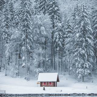 Lake winter forest wallpaper