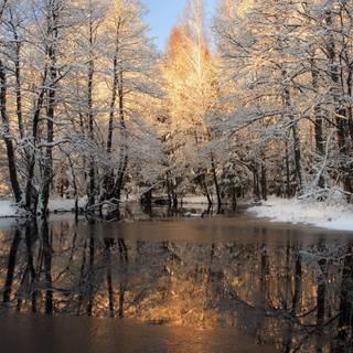 Lake winter forest wallpaper