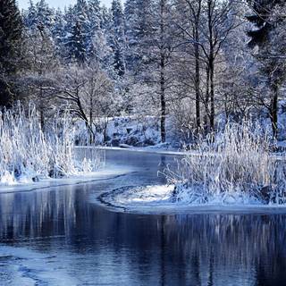 Lake winter forest wallpaper