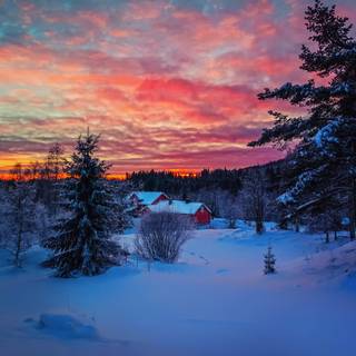 Pink winter sunset wallpaper