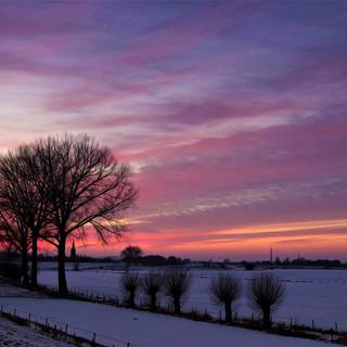Pink winter sunset wallpaper