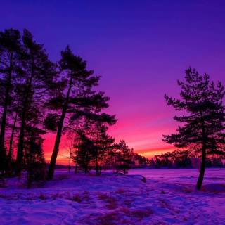 Pink winter sunset wallpaper