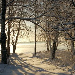 Lake winter forest wallpaper
