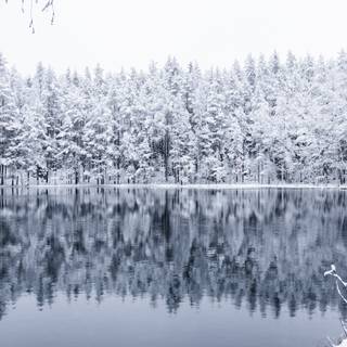 Lake winter forest wallpaper