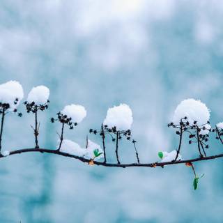 Winter art PC wallpaper