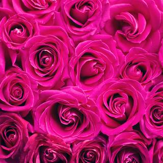 Pink rose Valentines wallpaper