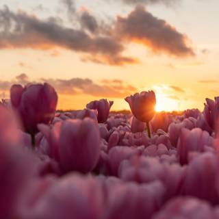 4k pink flower wallpaper