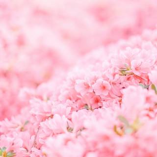 4k pink flower wallpaper
