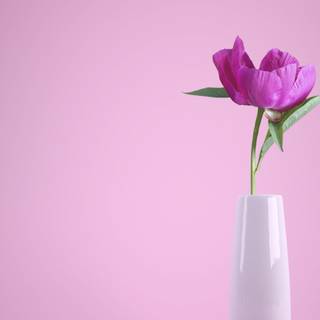 4k pink flower wallpaper