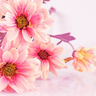4k pink flower wallpaper