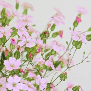 4k pink flower wallpaper