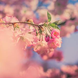4k pink flower wallpaper