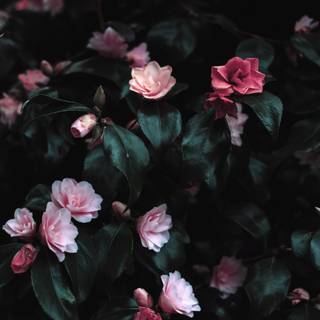 4k pink flower wallpaper
