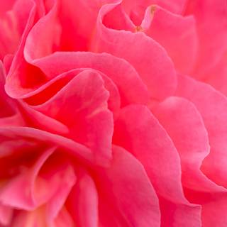 4k pink flower wallpaper