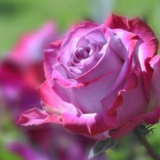 4k pink flower wallpaper