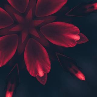 iPhone 14 red wallpaper