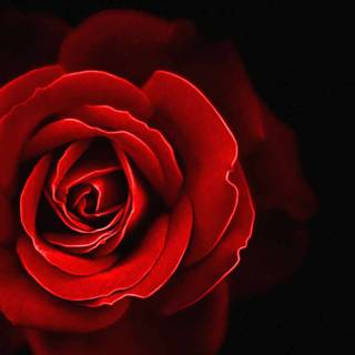 iPhone 14 red wallpaper