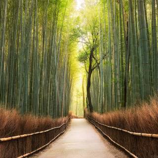 Bamboo forest wallpaper