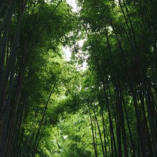 Bamboo forest wallpaper