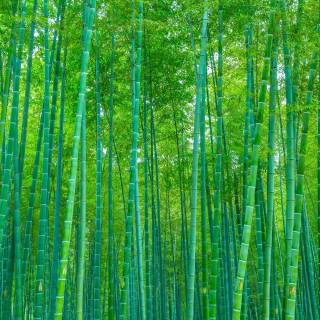 Bamboo forest wallpaper