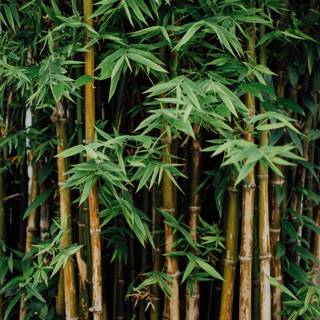 Bamboo forest wallpaper