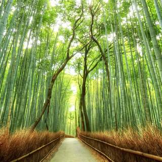 Bamboo forest wallpaper