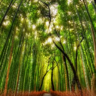 Bamboo forest wallpaper
