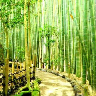 Bamboo forest wallpaper