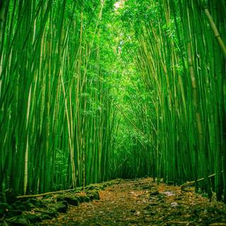 Bamboo forest wallpaper