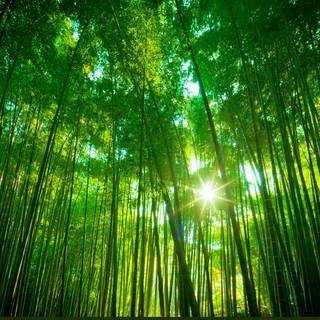 Bamboo forest wallpaper
