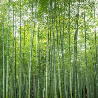 Bamboo forest wallpaper