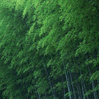 Bamboo forest wallpaper