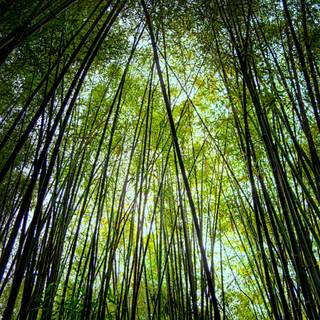 Bamboo forest wallpaper