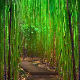 Bamboo forest wallpaper