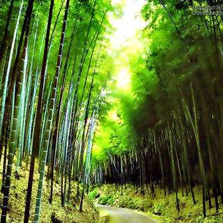 Bamboo forest wallpaper