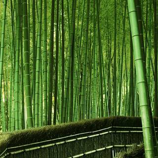 Bamboo forest wallpaper