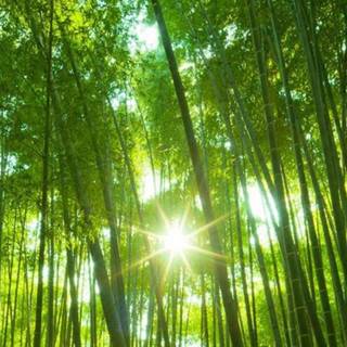 Bamboo forest wallpaper