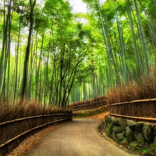Bamboo forest wallpaper